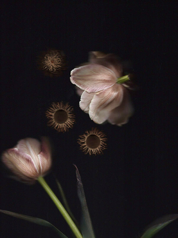 Tulips and Spines