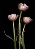 3 Tulips