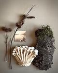 Mushrooms and Moss