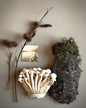 Mushrooms and Moss