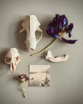 Art Prints