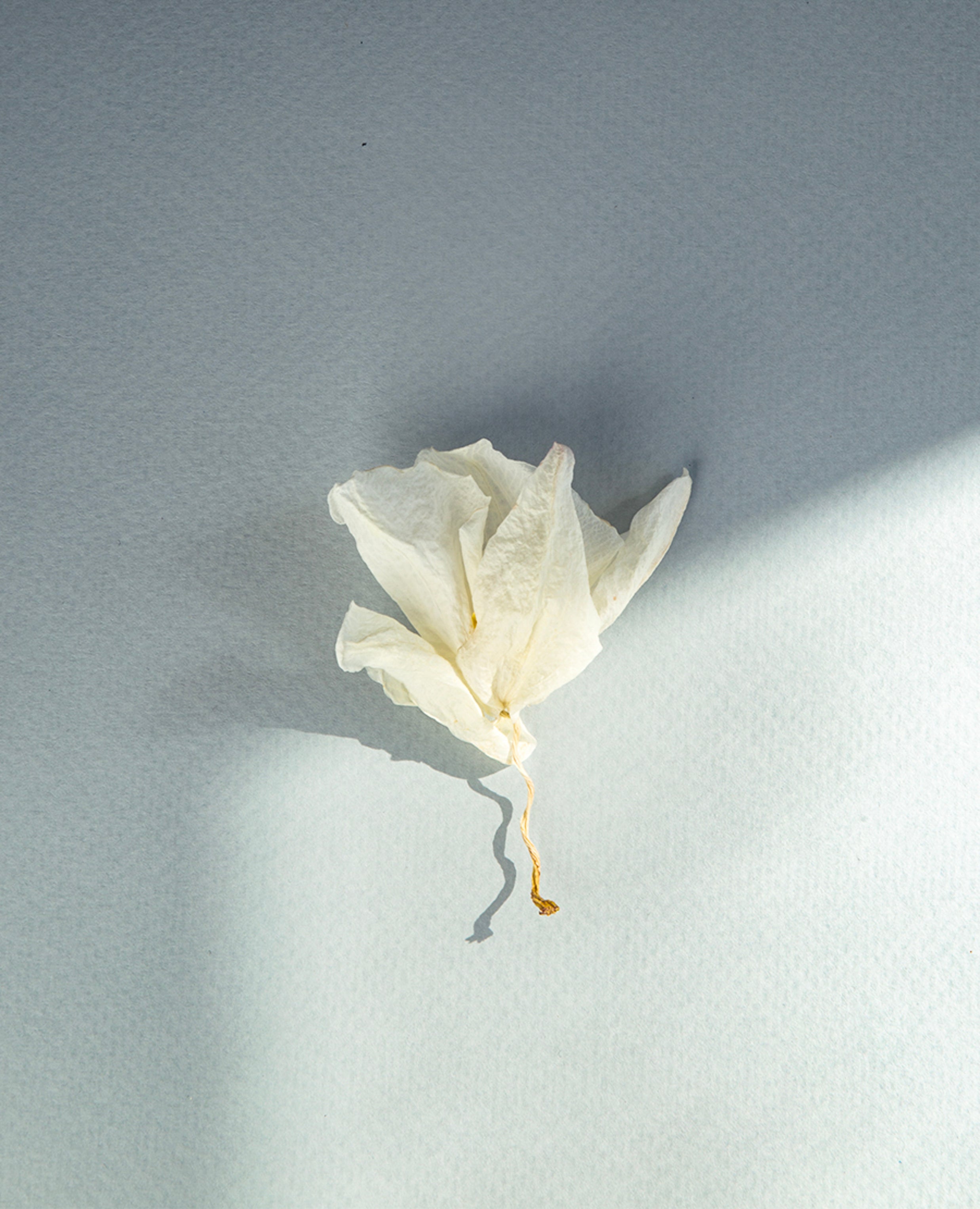 Single Orchid