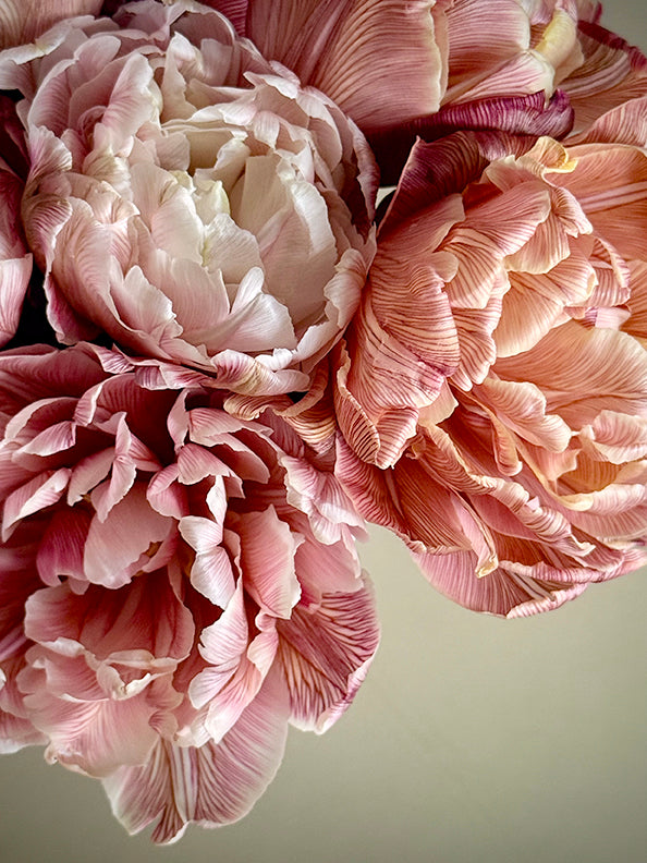 Double Tulips