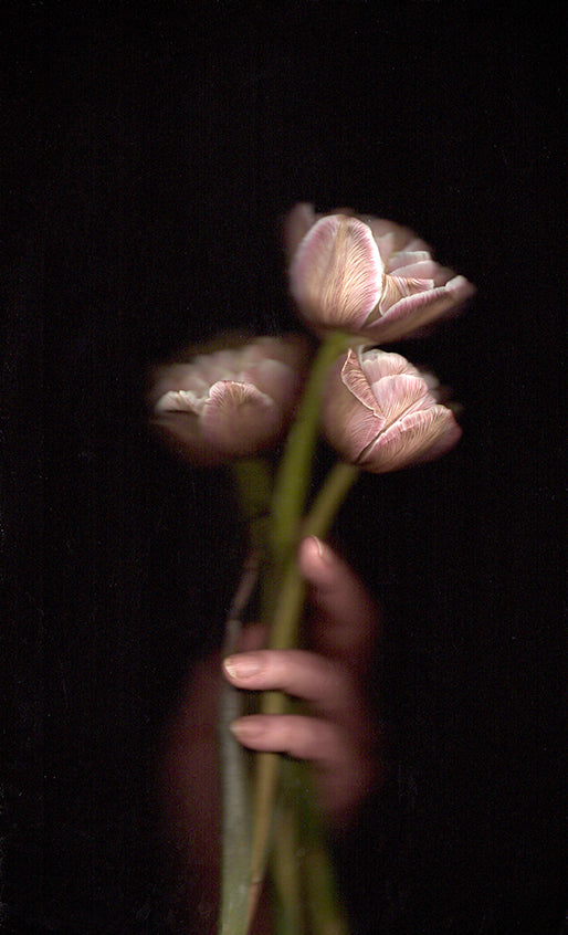 Tulips in Hand